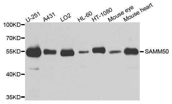 Anti-SAMM50 Antibody