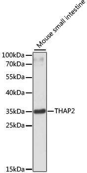 Anti-Mouse/Rat THAP2 Antibody