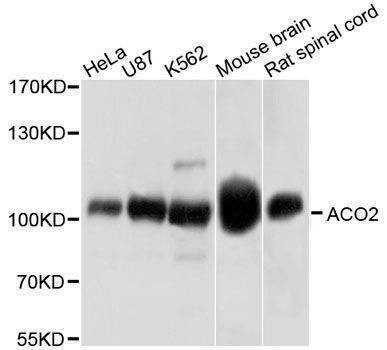 Anti-ACO2 Antibody