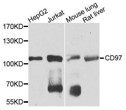 Anti-CD97 Antibody