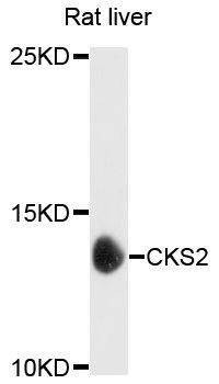 Anti-Rat CKS2 Antibody
