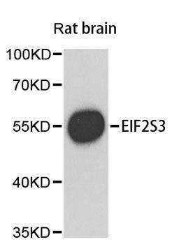 Anti-Rat EIF2S3 Antibody