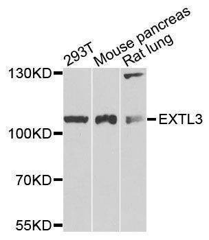 Anti-EXTL3 Antibody