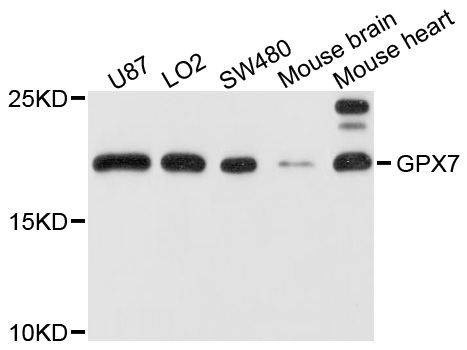Anti-GPX7 Antibody