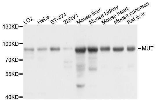 Anti-MUT Antibody