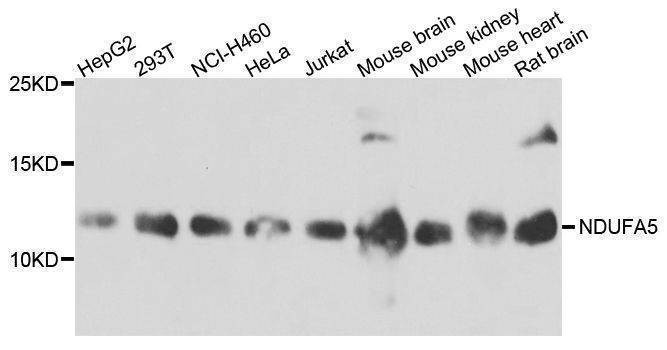 Anti-NDUFA5 Antibody