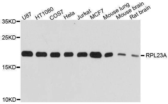 Anti-RPL23A Antibody