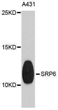 Anti-SRP9 Antibody