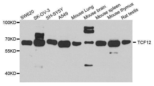 Anti-TCF12 Antibody