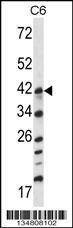 Anti-Map2k3 (Center) Antibody