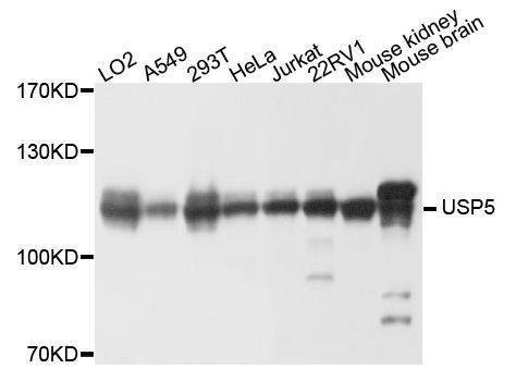 Anti-USP5 Antibody