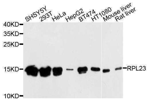 Anti-RPL23 Antibody