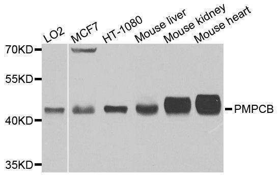 Anti-PMPCB Antibody