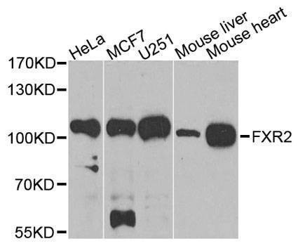 Anti-FXR2 Antibody
