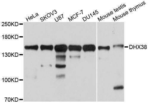 Anti-DHX38 Antibody