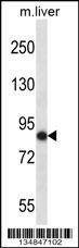 Anti-Mouse Nek5 (C-term) Antibody