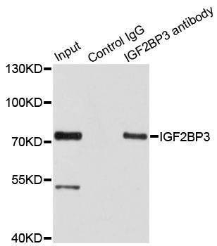 Anti-IGF2BP3 Antibody