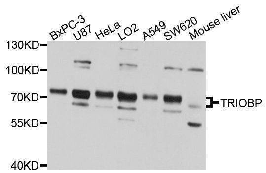 Anti-TRIOBP Antibody