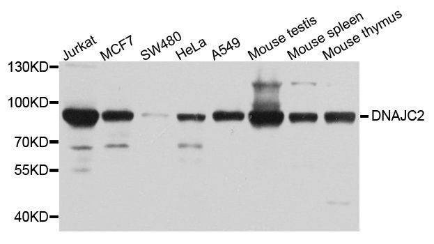 Anti-DNAJC2 Antibody