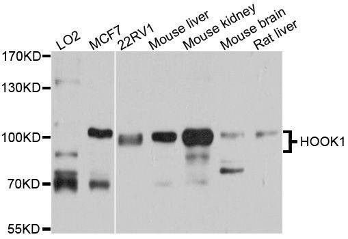 Anti-HOOK1 Antibody