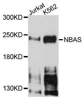 Anti-NBAS Antibody