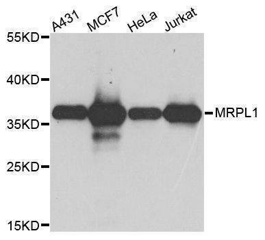 Anti-MRPL1 Antibody