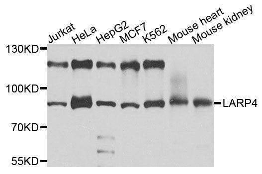 Anti-LARP4 Antibody