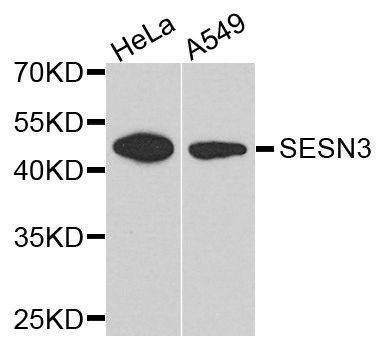 Anti-SESN3 Antibody