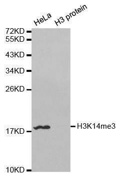 Anti-TriMethyl-Histone H3-K14 Antibody
