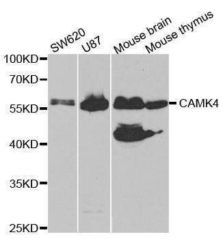 Anti-CAMK4 Antibody