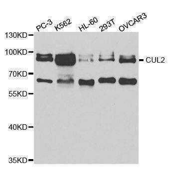 Anti-CUL2 Antibody