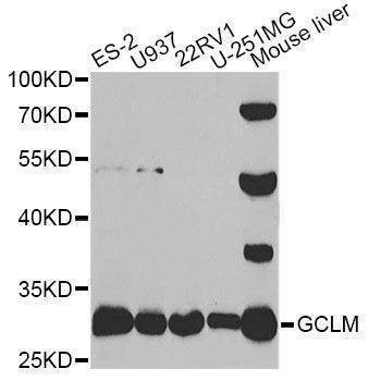 Anti-GCLM Antibody