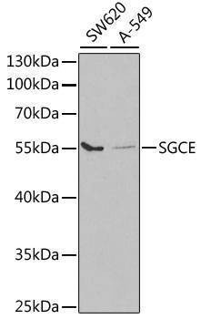 Anti-SGCE Antibody
