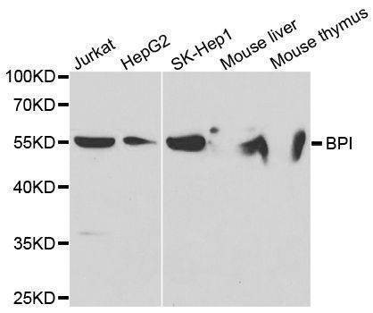Anti-BPI Antibody