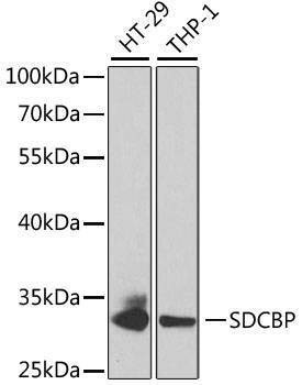 Anti-SDCBP Antibody