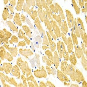 Anti-PA2G4 Antibody