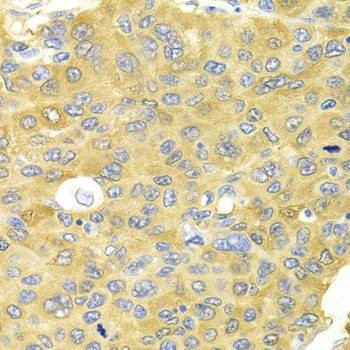 Anti-PA2G4 Antibody