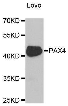 Anti-PAX4 Antibody