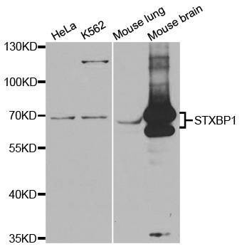 Anti-STXBP1 Antibody