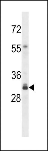 Anti-OR4F16 (N-term) Antibody