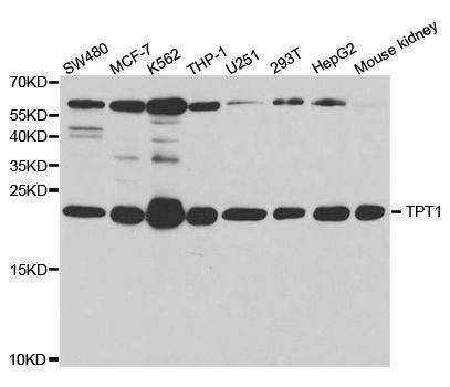 Anti-TPT1 Antibody