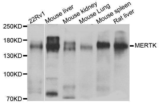 Anti-MERTK Antibody