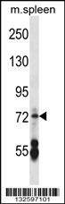 Anti-Mouse CNGA2 (N-term) Antibody