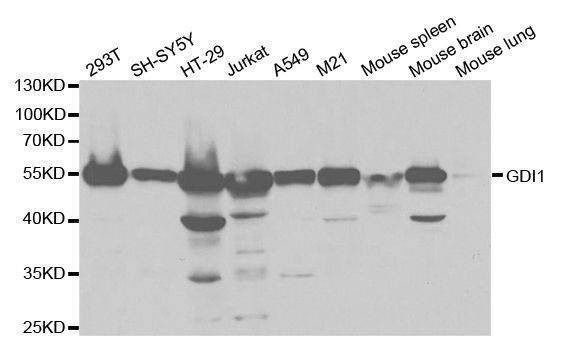 Anti-GDI1 Antibody