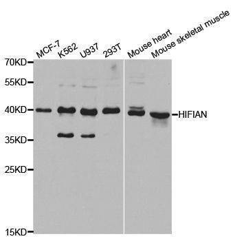 Anti-HIF1AN Antibody