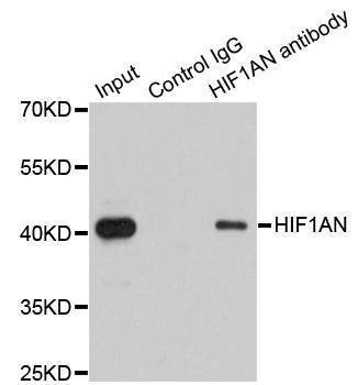 Anti-HIF1AN Antibody