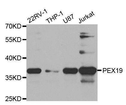 Anti-PEX19 Antibody