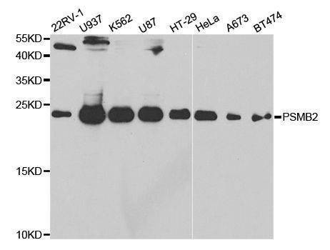 Anti-PSMB2 Antibody