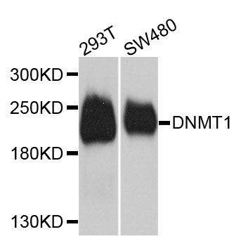 Anti-Dnmt1 Antibody