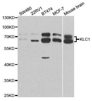 Anti-KLC1 Antibody